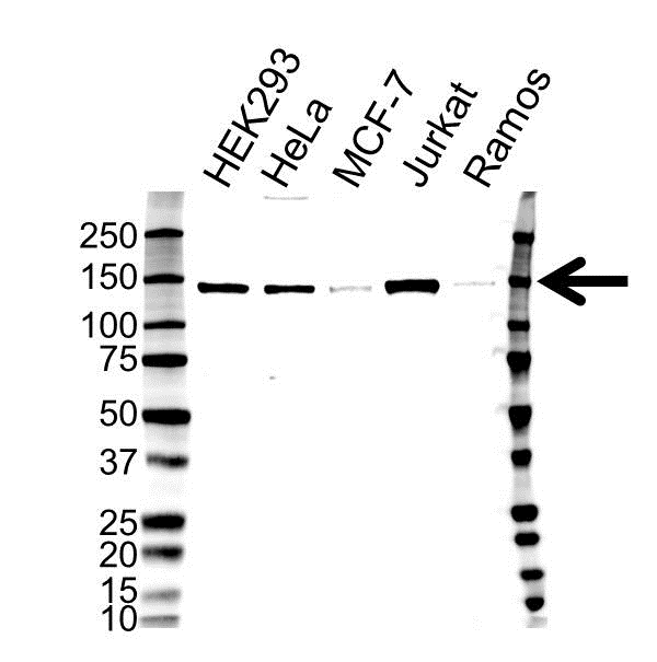 Anti Histone Deacetylase 4 Antibody, clone 7B2 (PrecisionAb Monoclonal Antibody) gallery image 1