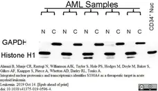 Anti Human Histone H1 Antibody, clone AE-4 gallery image 1