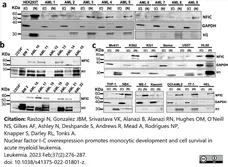 Anti Human Histone H1 Antibody, clone AE-4 gallery image 2