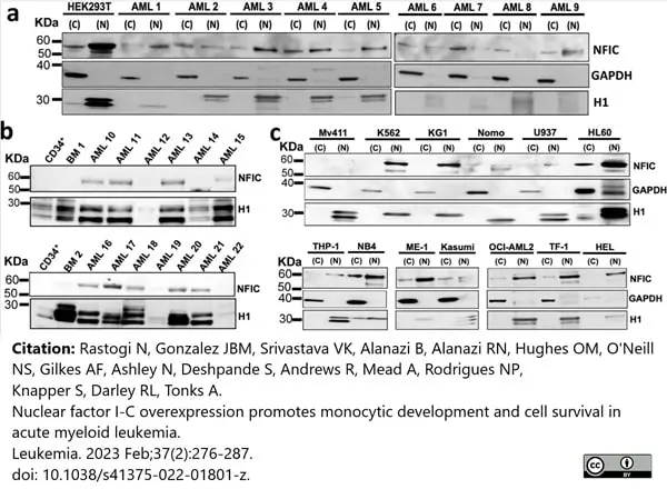 Anti Human Histone H1 Antibody, clone AE-4 gallery image 2
