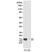 Anti Histone H2A/H4 (pSer1) Antibody, clone RM216 thumbnail image 1