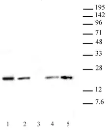 Anti Human Histone H3.1 Antibody, clone 1D4F2 gallery image 1