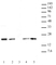 Anti Human Histone H3.1 Antibody, clone 1D4F2 thumbnail image 1