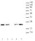 Anti Human Histone H3.1 Antibody, clone 1D4F2 thumbnail image 1