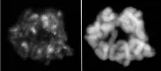 Anti Human Histone H3.1 (pSer28) Antibody, clone 5D10D4 gallery image 1