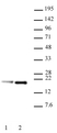 Anti Human Histone H3.1 (pSer28) Antibody, clone 5D10D4 thumbnail image 2