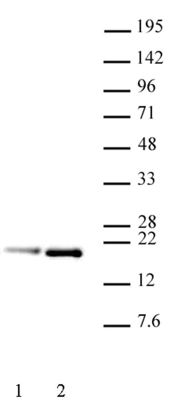 Anti Human Histone H3.1 (pSer28) Antibody, clone 5D10D4 gallery image 2