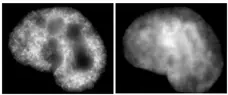 Anti Human Histone H3 (Ac9) Antibody, clone 2G1F9 gallery image 1