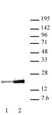 Anti Human Histone H3 (Ac9) Antibody, clone 2G1F9 thumbnail image 2