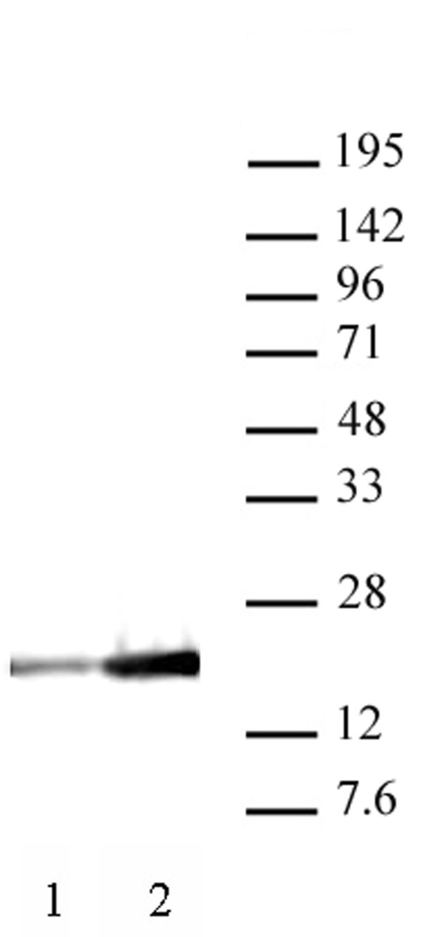 Anti Human Histone H3 (Ac9) Antibody, clone 2G1F9 gallery image 2