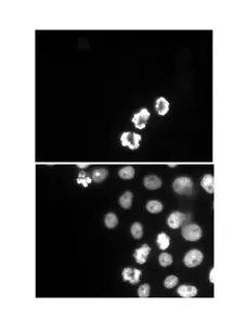 Anti Human Histone H3 (pSer10) Antibody, clone 6G8B7 gallery image 1