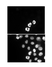 Anti Human Histone H3 (pSer10) Antibody, clone 6G8B7 thumbnail image 1