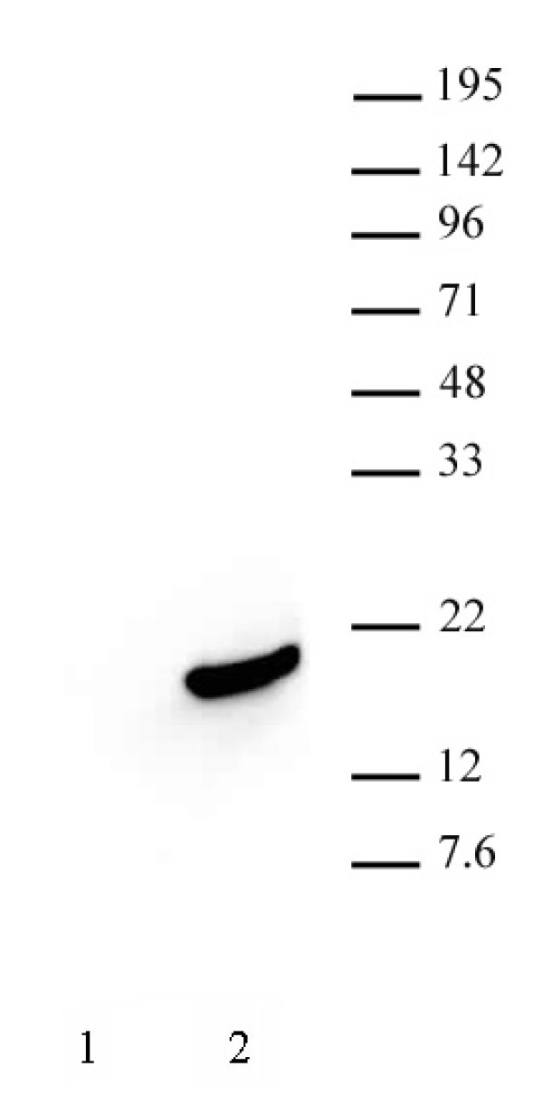 Anti Human Histone H3 (pSer10) Antibody, clone 6G8B7 gallery image 2