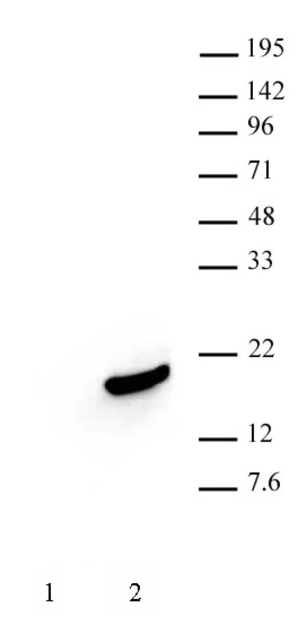 Anti Human Histone H3 (pSer10) Antibody, clone 6G8B7 gallery image 2