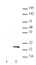 Anti Human Histone H3 (pThr32) Antibody, clone 6C7G12 thumbnail image 1