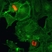 Anti Histone H3F3A (pSer10) Antibody, clone RM163 thumbnail image 2