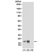 Anti Histone H3F3A (pThr3) Antibody, clone RM159 thumbnail image 1