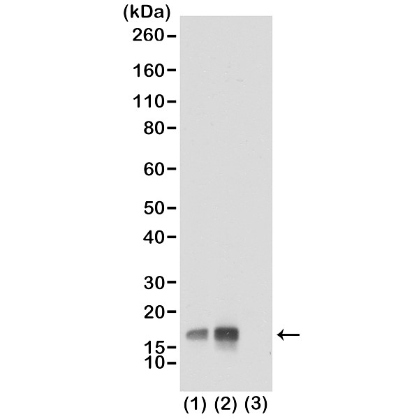 Anti Histone H3F3A (pThr3) Antibody, clone RM159 gallery image 1