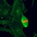 Anti Histone H3F3A (pThr3) Antibody, clone RM159 thumbnail image 3