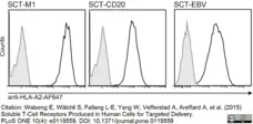 Anti Human HLA A2 Antibody, clone BB7.2 gallery image 3