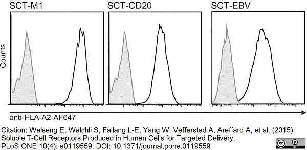 Anti Human HLA A2 Antibody, clone BB7.2 gallery image 3
