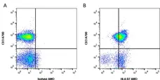 Anti Human HLA B7 Antibody, clone BB7.1 gallery image 1