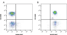Anti Human HLA B7 Antibody, clone BB7.1 gallery image 3
