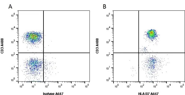 Anti Human HLA B7 Antibody, clone BB7.1 gallery image 3