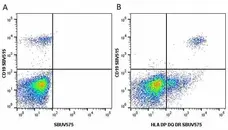 Anti Human HLA DP DQ DR Antibody, clone WR18 gallery image 22