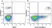 Anti Human HLA DP DQ DR Antibody, clone WR18 thumbnail image 26