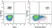 Anti Human HLA DP DQ DR Antibody, clone WR18 thumbnail image 27