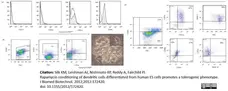 Anti Human HLA DP DQ DR Antibody, clone WR18 gallery image 3