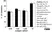 Anti Human HLA DP DQ DR Antibody, clone WR18 thumbnail image 5