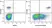 Anti Human HLA DP DQ DR Antibody, clone WR18 thumbnail image 9
