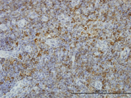 Anti Human HLA-DPB1 Antibody, clone 6C6 gallery image 1