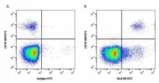 Anti Human HLA DR Antibody, clone YD1/63.4.10 gallery image 4