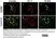 Anti Human HLA G Antibody, clone MEM-G/9 thumbnail image 5