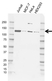 Anti Hltf Antibody, clone AB03/1C7 (PrecisionAb Monoclonal Antibody) thumbnail image 1