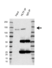 Anti Hltf Antibody, clone AB03/1C7 (PrecisionAb Monoclonal Antibody) thumbnail image 2