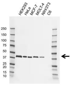 Anti hnRNP C Antibody, clone AB05/4F12 (PrecisionAb Monoclonal Antibody) gallery image 1
