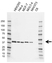 Anti hnRNP C Antibody, clone AB05/4F12 (PrecisionAb Monoclonal Antibody) thumbnail image 1