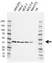 Anti hnRNP C Antibody, clone AB05/4F12 (PrecisionAb Monoclonal Antibody) thumbnail image 1