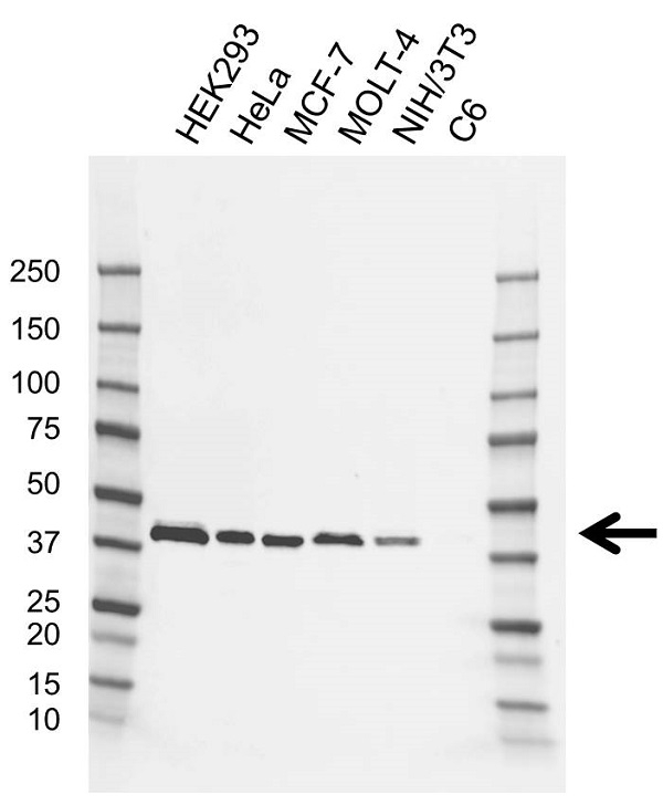 Anti hnRNP C Antibody, clone AB05/4F12 (PrecisionAb Monoclonal Antibody) gallery image 1