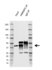 Anti hnRNP C Antibody, clone AB05/4F12 (PrecisionAb Monoclonal Antibody) thumbnail image 2