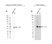 Anti hnRNP F Antibody, clone OTI5F5 (PrecisionAb Monoclonal Antibody) thumbnail image 1