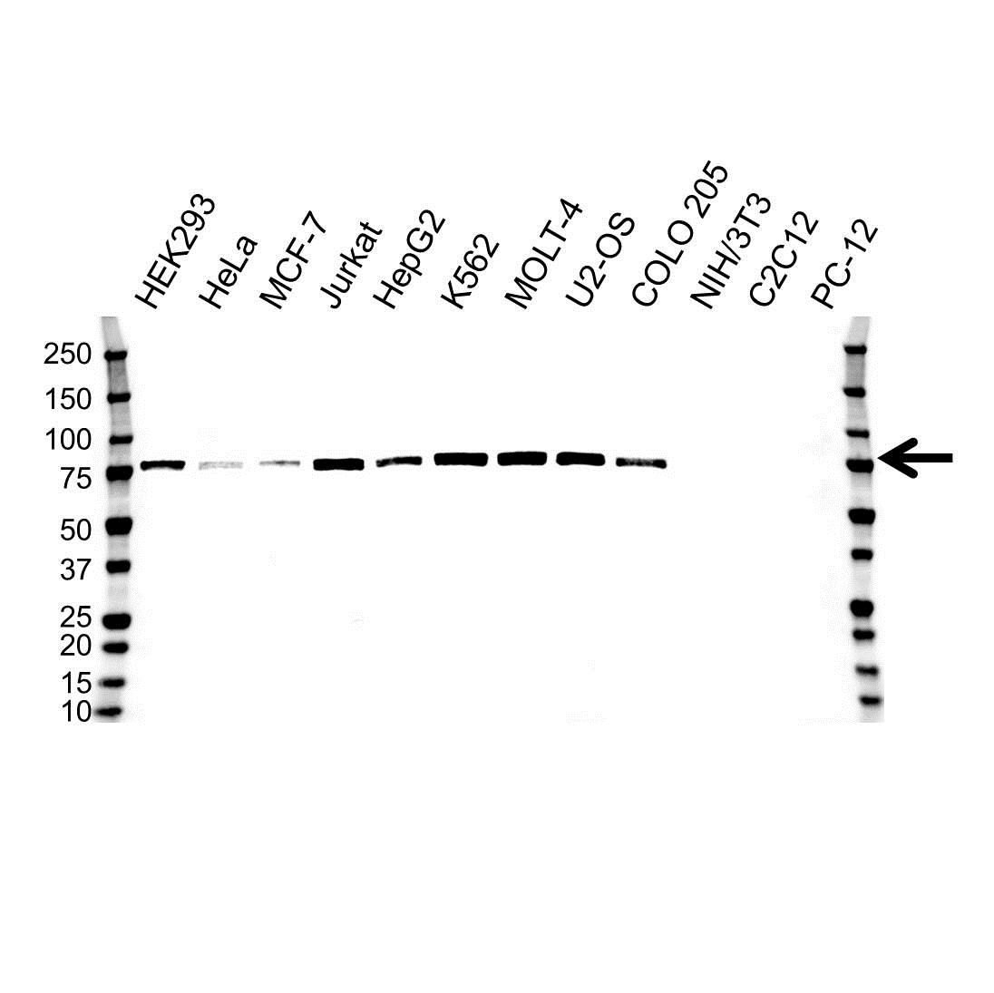 Anti hnRNP M Antibody, clone OTI3F3 (PrecisionAb Monoclonal Antibody) gallery image 1