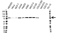 Anti hnRNP M Antibody, clone OTI3F3 (PrecisionAb Monoclonal Antibody) gallery image 1