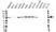 Anti hnRNP M Antibody, clone OTI3F3 (PrecisionAb Monoclonal Antibody) thumbnail image 1