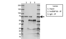 Anti hnRNP M Antibody, clone OTI3F3 (PrecisionAb Monoclonal Antibody) gallery image 2