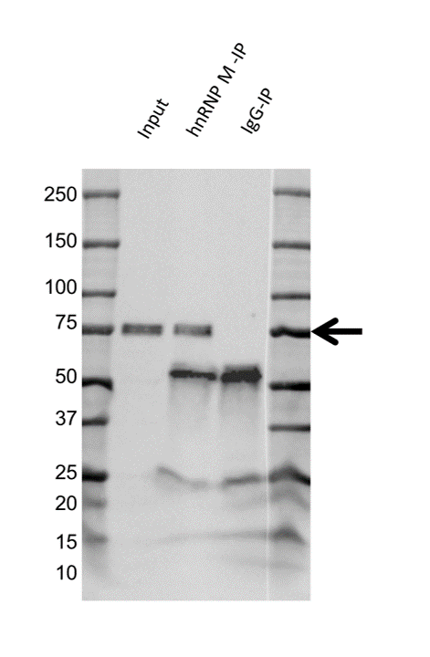 Anti hnRNP M Antibody, clone OTI3F3 (PrecisionAb Monoclonal Antibody) gallery image 2